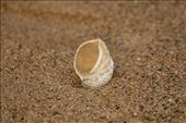 Shell on Betka Beach, Mallacoota: by graynomadsusa, Views[271]