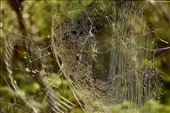 Golden Orb Weaving Spider in her web, Jervis Bay NP: by graynomadsusa, Views[234]