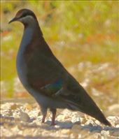 Brush Bronzewing, Croajingolong National Park: by graynomadsusa, Views[252]