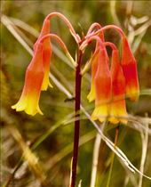 Cross-Vine wildflower, Jervis Bay NP: by graynomadsusa, Views[235]