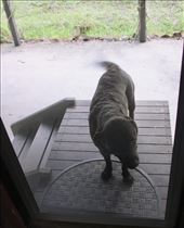 Soxy pays us a visit, Wandandian: by graynomadsusa, Views[494]