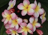 Frangipani Blossoms: by graynomadsusa, Views[455]