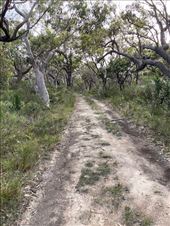A likely looking trail, Jervis Bay National Park: by graynomadsusa, Views[285]