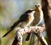 Juvenile Leaden Flycatcher with Mom, Jervis Bay NP: by graynomadsusa, Views[302]