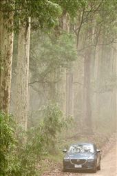 Another foggy morning, Murramarang National Park: by graynomadsusa, Views[301]