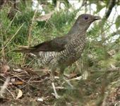 Female Satin Bowerbird, Bateman's Bay: by graynomadsusa, Views[295]