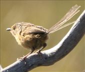 Southern Emu-wren, Shipwreck Creek: by graynomadsusa, Views[329]