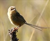 Southern Emu-wren, Shipwreck Creek: by graynomadsusa, Views[334]