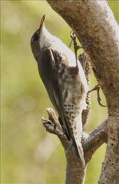 White-Throated Tree Creeper, Jarvis Bay NP: by graynomadsusa, Views[501]