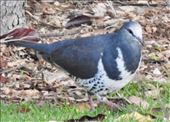 Wonga Pigeon, Mallacoota: by graynomadsusa, Views[269]