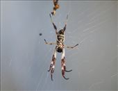 Golden Orb, aka 