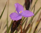 Purple Flag, Skeleton Creek Trail: by graynomadsusa, Views[344]