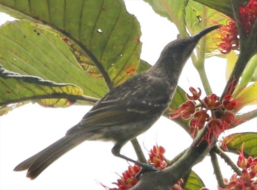 Barred Honeyeater, Blue River Provincial Park, New Caledonia