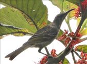 Barred Honeyeater, Blue River Provincial Park, New Caledonia: by graynomadsusa, Views[245]