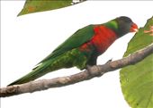 Coconut Lorikeet, Blue River Provincial Park, New Caledonia: by graynomadsusa, Views[268]