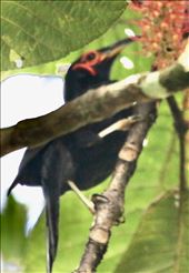 Crow Honeyeater, Blue River Provincial Park, New Caledonia: by graynomadsusa, Views[246]