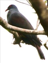 Goliath Imperial Pigeon, Blue River Provincial Park, New Caledonia: by graynomadsusa, Views[238]