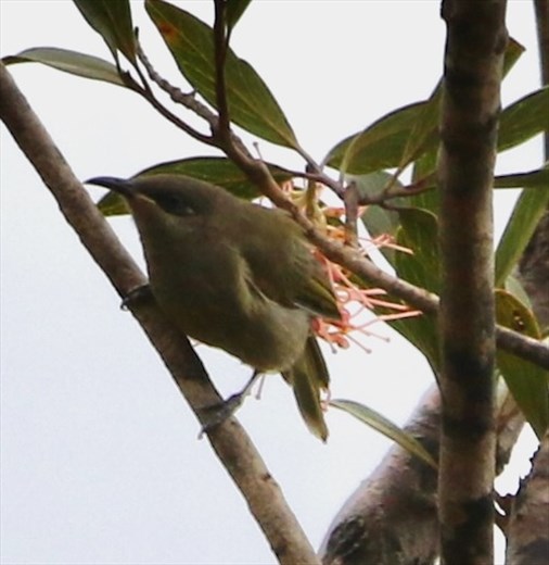 Grey-eared Honeyeater, Blue River Provincial Park, New Caledonia