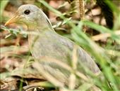 Kagu—official bird of New Caledonia: by graynomadsusa, Views[433]