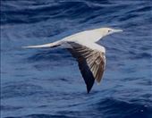 Red-footed Boobie: by graynomadsusa, Views[270]