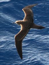 Providence Petrel: by graynomadsusa, Views[435]