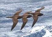 Wedge-tailed Shearwaters: by graynomadsusa, Views[316]