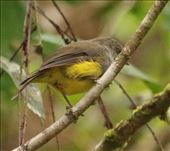 Yellow-bellied Flyrobin, Blue River Provincial Park, New Caledonia: by graynomadsusa, Views[462]