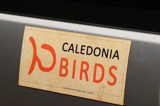 Caledonia Birding on New Caledonia