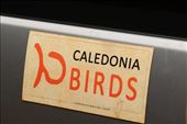 Caledonia Birding on New Caledonia: by graynomadsusa, Views[225]
