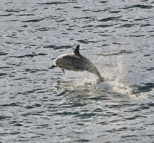 Bottle-nose Dolphin escorting Majestic Princess