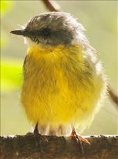 Eastern Yellow Robin, Blue Mountains NP: by graynomadsusa, Views[225]