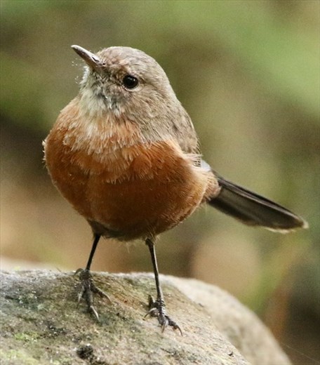 Elusive Rock Warbler, Cliff Walk Trail