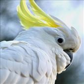 Cockatoo Close-up, Blue Mountains NP: by graynomadsusa, Views[316]