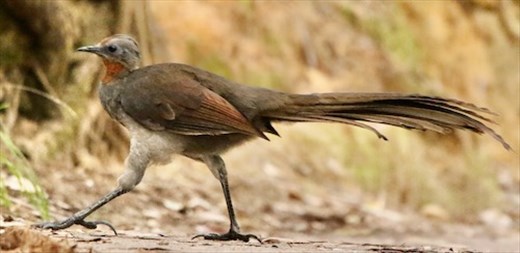 Why did the Lyrebird cross the trail? Blue Mountains NP
