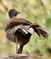 There's Nothin' Like the Real Thing—Superb Lyrebird, Blue Mountains NP, Katoomba: by graynomadsusa, Views[315]