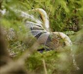 Superb Lyrebird courtship display, with musical accompaniment: by graynomadsusa, Views[335]