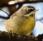 White-Browed Scrub Wren, Blue Mountains NP: by graynomadsusa, Views[278]
