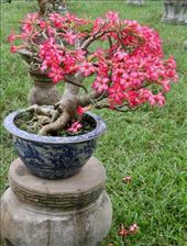 Bonsai in Royal Gardens, Hué Imperial City: by graynomadsusa, Views[277]