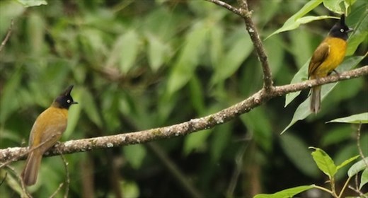 Black-crested Bubuls, Phong Nha Ke-Bang NP