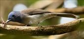 Black-naped Monarch, Bach Ma National Park: by graynomadsusa, Views[428]