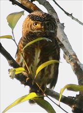 Collared Owlet, Bach Ma National Park: by graynomadsusa, Views[384]