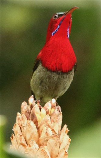 Crimson Sunbird on Ginger or 