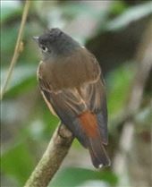 Ferruginous Flycatcher, Bach Ma NP: by graynomadsusa, Views[239]