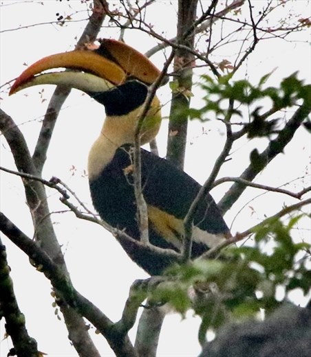 Great Hornbill, Phong Nha-Ke Bang NP