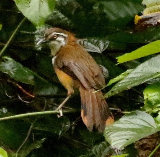 Greater Necklaced Laughing Thrush, Phong Nha Ke-Bang NP