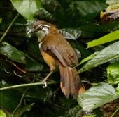 Greater Necklaced Laughing Thrush, Phong Nha Ke-Bang NP: by graynomadsusa, Views[226]