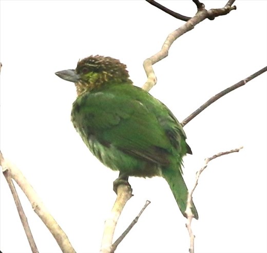 Green-eared Barbet, Phong Nha Ke-Bang NP