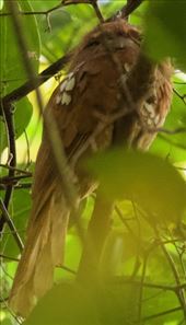 Hodgson's Frogmouth took a lot of work, Bach Ma National Park: by graynomadsusa, Views[303]