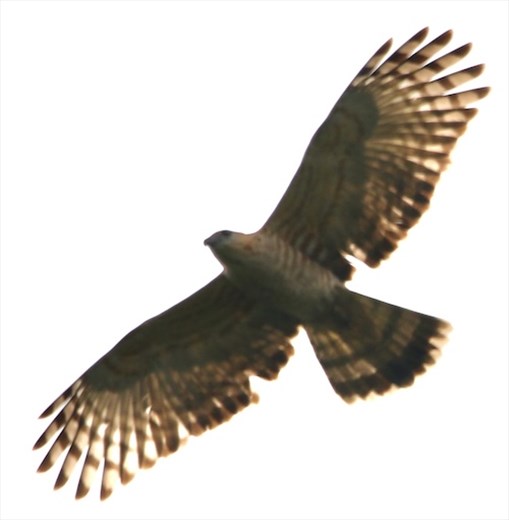 Jerdon's Baza, Phong Nha Ke-Bang NP 