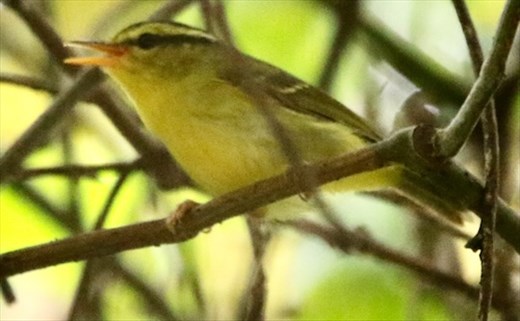 Limestone Leafbird, Phong Nha Ke-Bang NP
